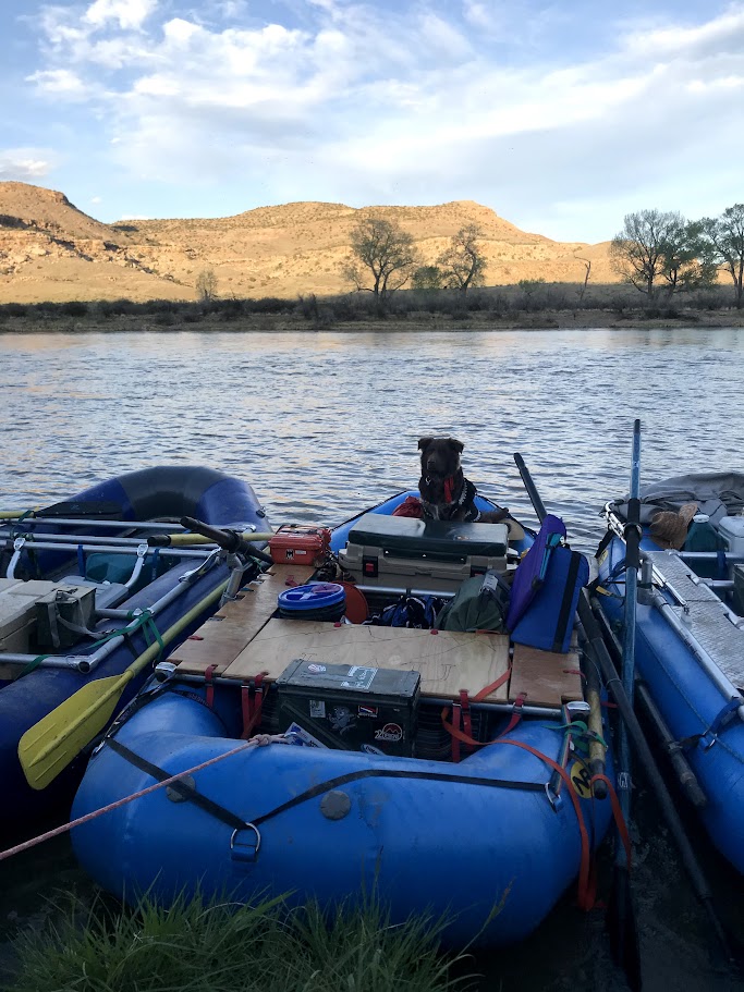 A picture of Pancho the dog on the raft