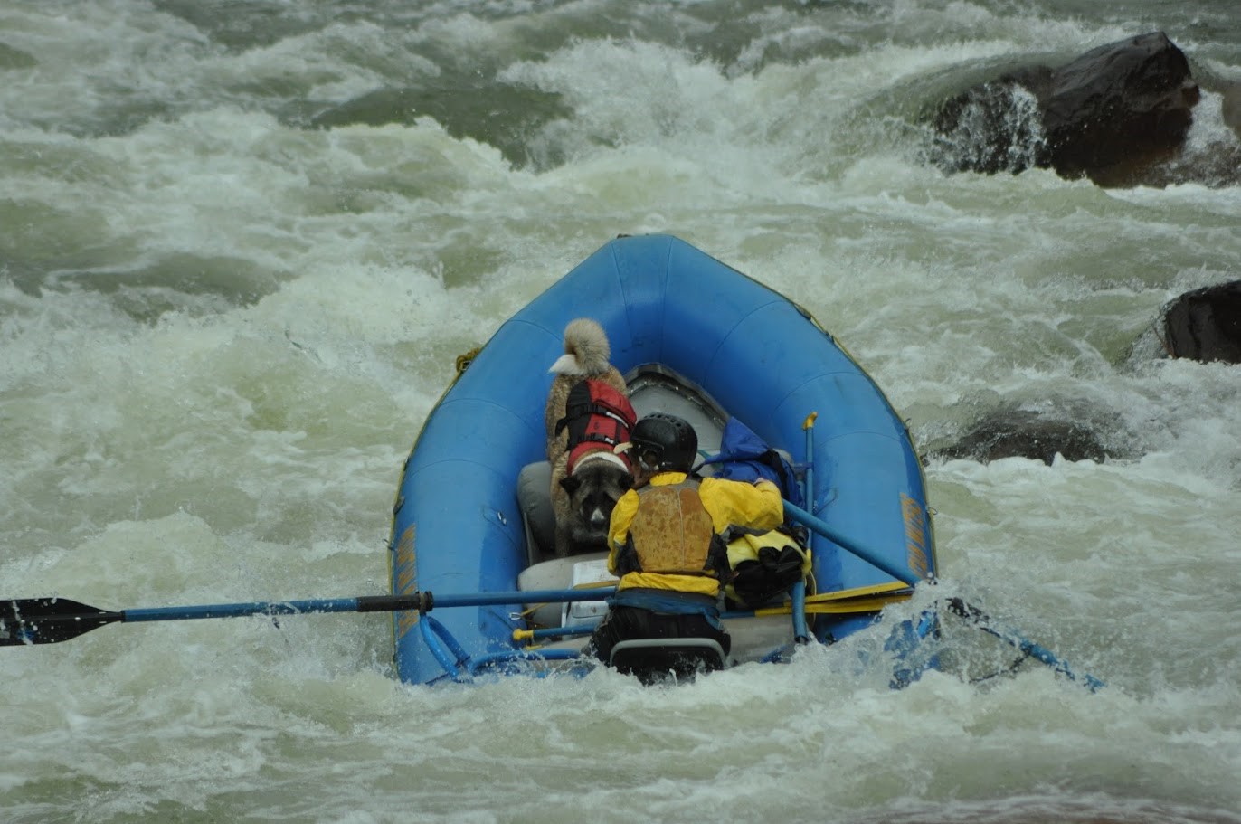 Tessa in TenMile Rapid with Atlas